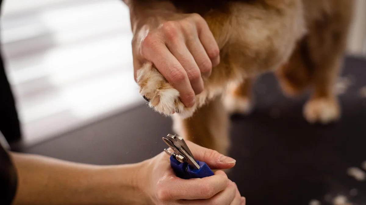 Cuidado atento durante o corte das unhas de um cão