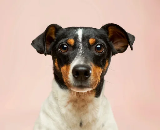 Cão de pelo branco, preto e castanho sobre um fundo rosa
