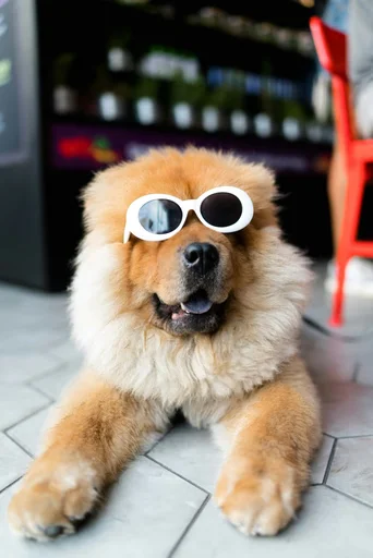 Chow-chow com óculos brancos