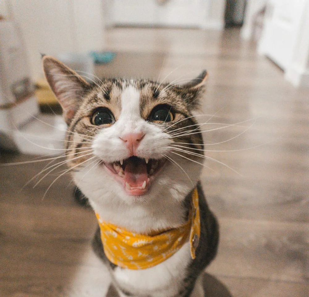 Gato com uma bandana amarela