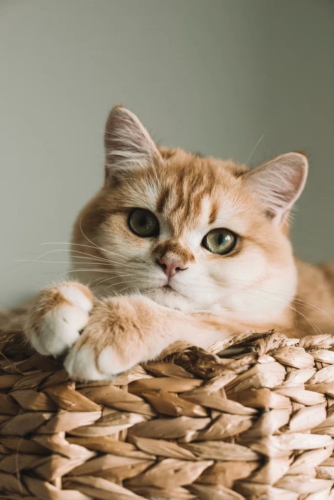 Gato de pelo dourado numa cesta