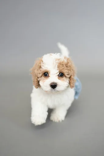 Cachorrinho de pelo encaracolado branco e caramelo