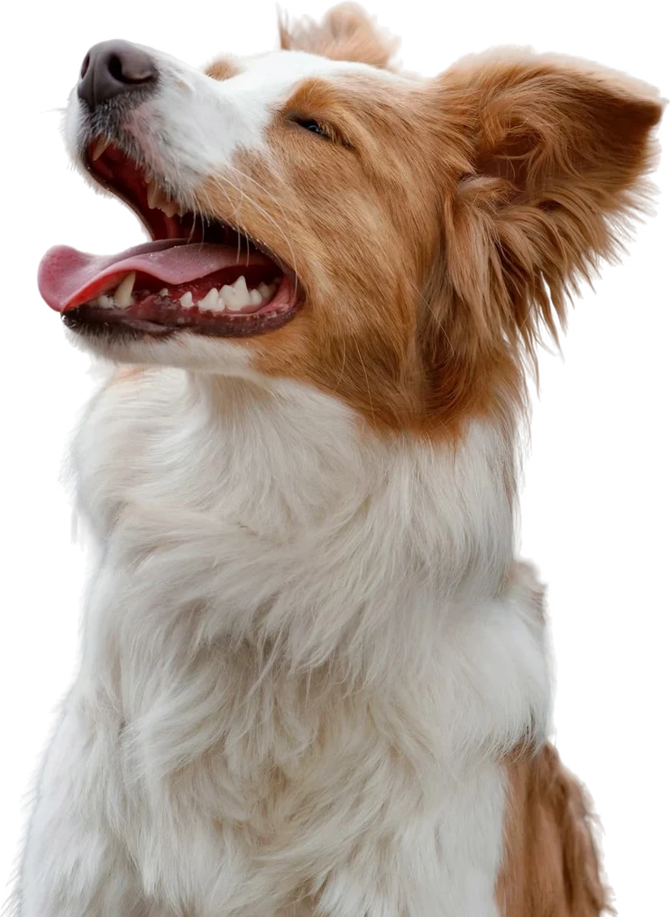 Cão de pelo branco e castanho com a língua de fora
